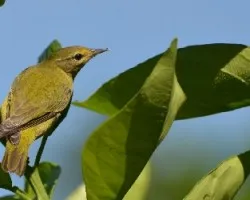 Oreothlypis peregrina