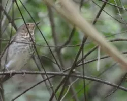 Catharus ustulatus