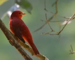 Piranga rubra