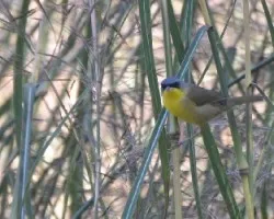 Geothlypis poliocephala