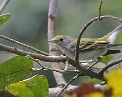 Setophaga pensylvanica