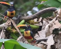 Pteroglossus frantzii