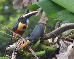Pteroglossus frantzii