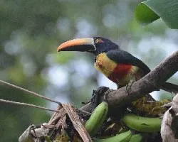 Pteroglossus frantzii