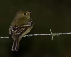 Empidonax flaviventris