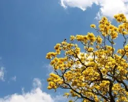 Corteza Amarilla 3
