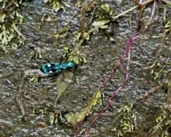Hormiga Verde