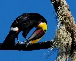 Ramphastos ambiguus