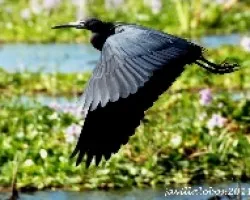 Garceta Azul, Egreta caerulea