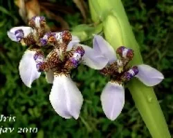 Iris