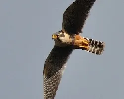 Falco femoralis