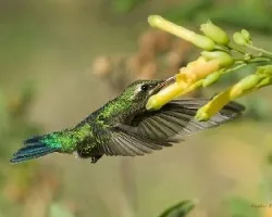 Chlorostilbon aureoventris