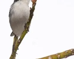 Poospiza melanoleuca