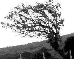 El Viento