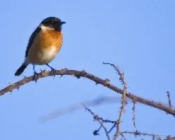 petirojo