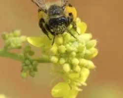 abeja