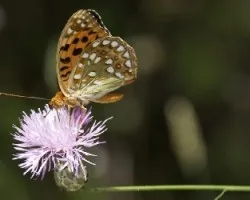 mariposa