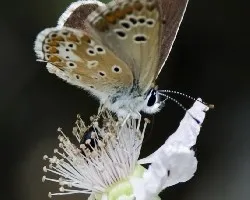 mariposa