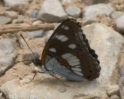 mariposa