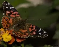 Despues De Tanto Tiempo