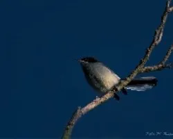 Tacuarita Azul - Polioptila dumicola