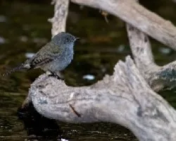 Serpophaga nigricans