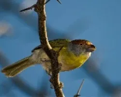 Cyclarhis gujanensis