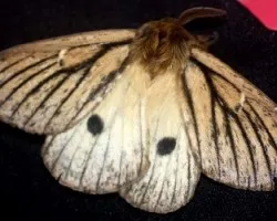 Eudyaria zeta (Namuncuraria Mansosotoi)