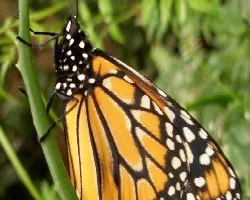 Danaus plexipus