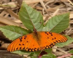 Agraulis vanillae