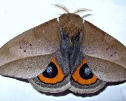 Automeris naranja