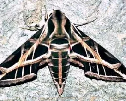 Eumorpha vitis o Eumorpha analis
