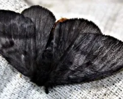 Hylesia nigricans