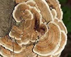 fungus thatis_