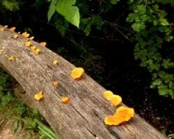 mas fungus thatis...the question