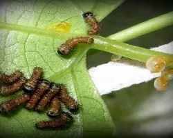orugas de Battus polydamas, 1Â° instar