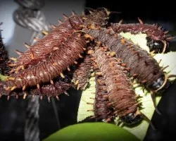 Orugas de Battus polydamas, 3Â° instar