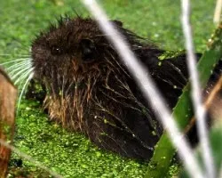 Myocastor coypus