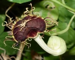 Aristolochia fimbriata