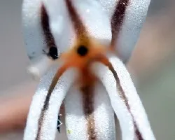 Haworthia fasciata (flor)