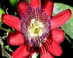 Passiflora quadrangularis