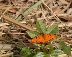 Agraulis vanillae maculosa
