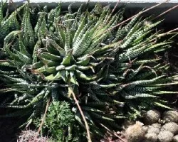 Haworthia fasciata