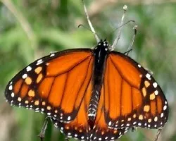 Danaus sp.