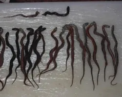 culebras
