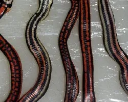 culebras