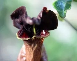 Aristolochia macroura