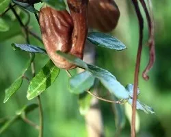 Aristolochia macroura