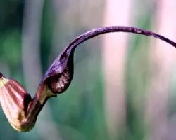 Aristolochia macroura