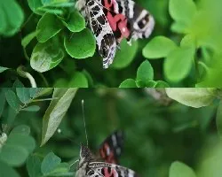 Vanessa brasiliensis (con deformidad)